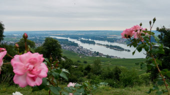 Blick vom Niederwalddenkmal - Richtung Rüdesheim